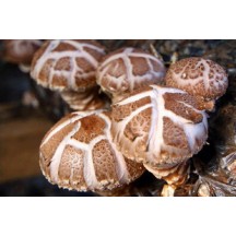 神农架花菇房县小花菇香菇干货500g冬菇2.2cm椴木蘑菇土特产包邮