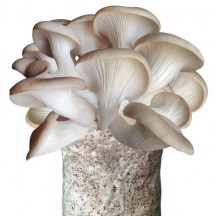 蘑菇种植包平菇菌包种蘑菇fun88网址菌种家庭阳台蘑菇菌种子新鲜菌菇