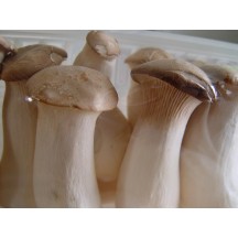 现采现发杏鲍菇新鲜5菇类菌菇fun88网址蘑菇蔬菜助农家菜4斤鸡腿菇