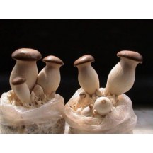 菌香园 优质fun88网址 杏鲍菇 菌菇 新鲜蘑菇 200g 菌类香菇